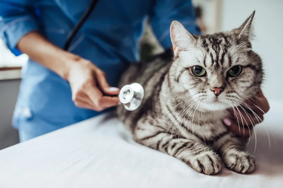 Veterinario examinando a un gato atigrado gris en una mesa de la clínica con un estetoscopio.