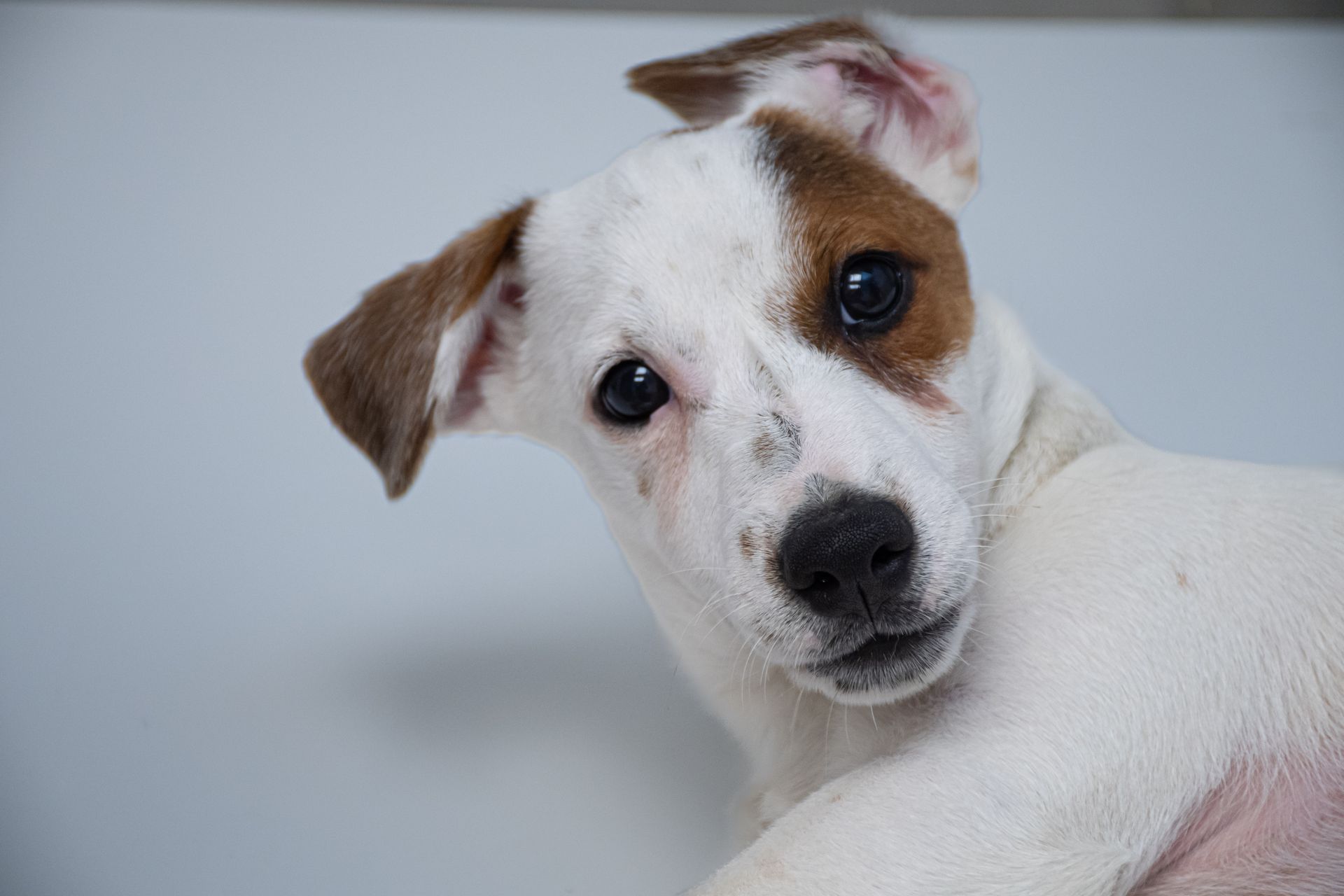 Cachorro marrón y blanco sentado junto a unas gafas negras sobre un fondo azul claro.
