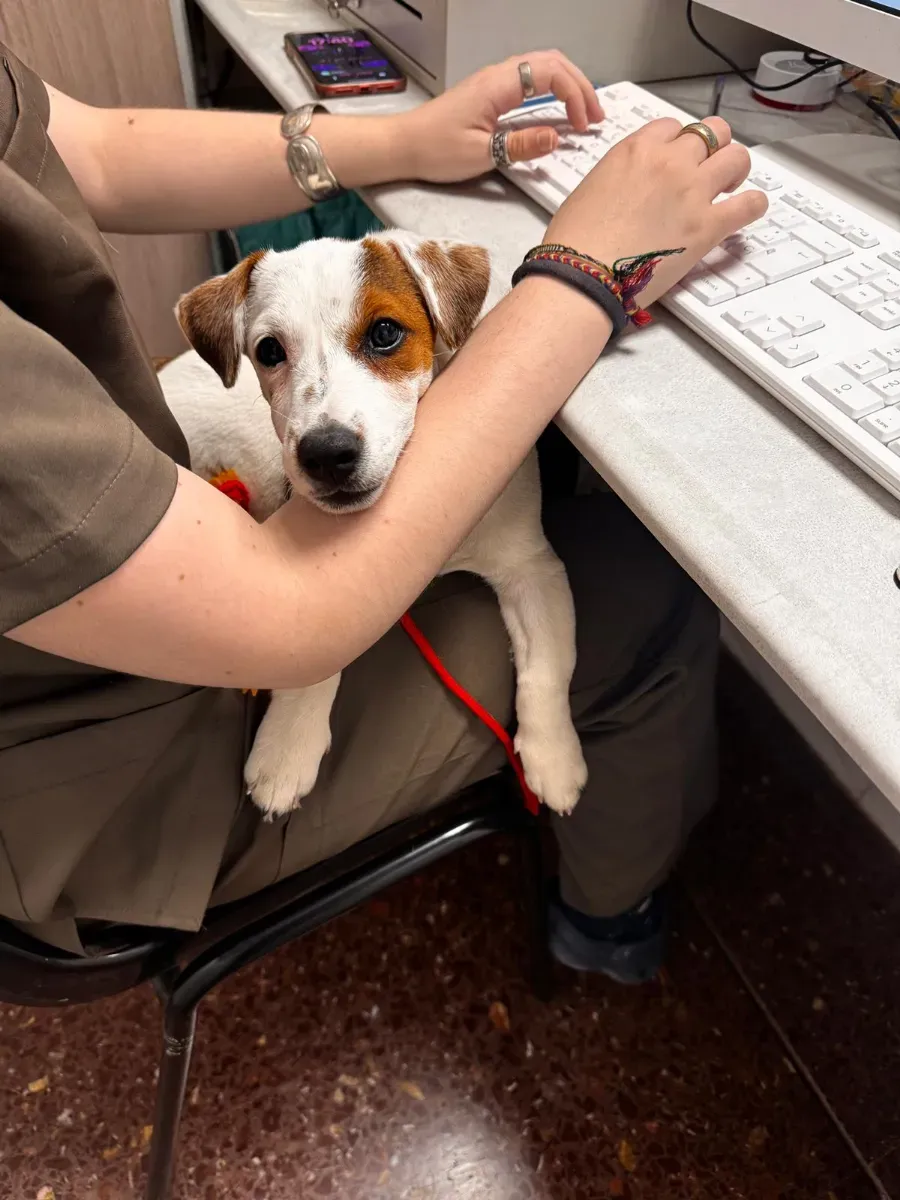 Un perro está sentado en el regazo de una persona en un escritorio mientras otra persona le sujeta la pata y usa un dispositivo cercano.