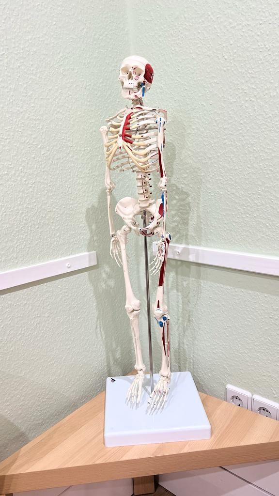Skelett Deko Physiotherapie