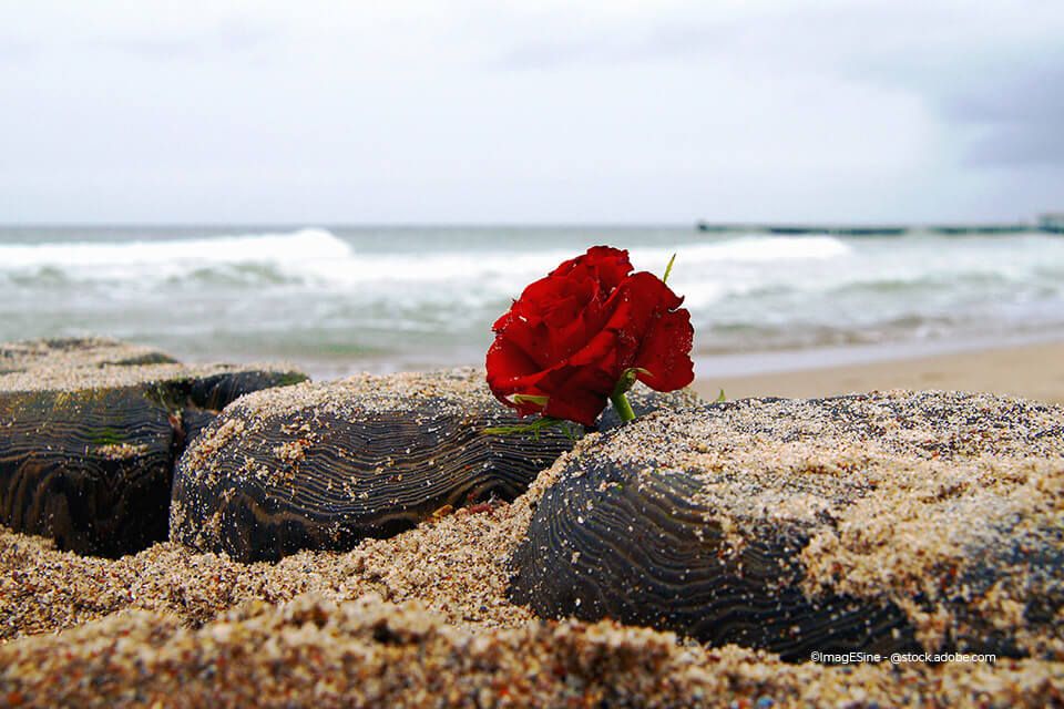 Rose im Sand am Strand