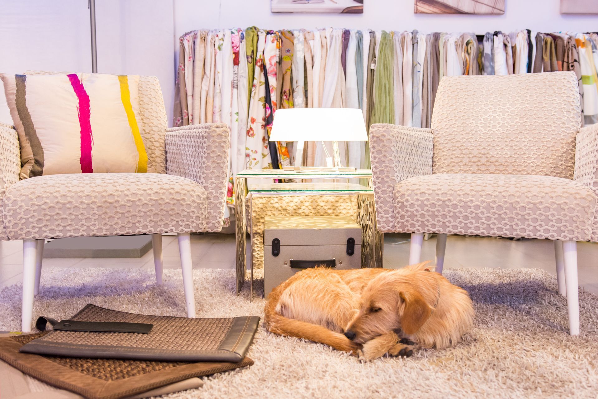 Ein Hund liegt auf dem Boden in einem Wohnzimmer