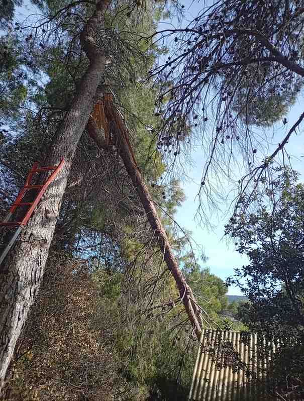 Un árbol alto, roto, se inclina hacia una cerca. Una escalera roja se apoya contra el tronco.