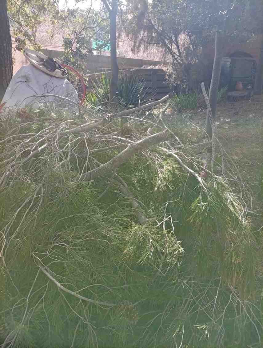 Pila de ramas de árboles sobre una superficie cubierta de hierba, en un entorno al aire libre.
