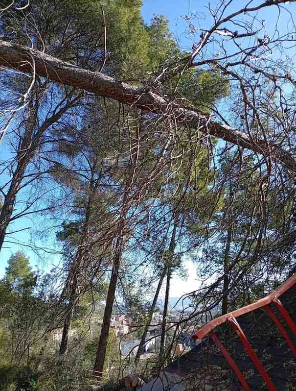 Rama de árbol caída que sobresale sobre un techo rojo y árboles contra un cielo azul.