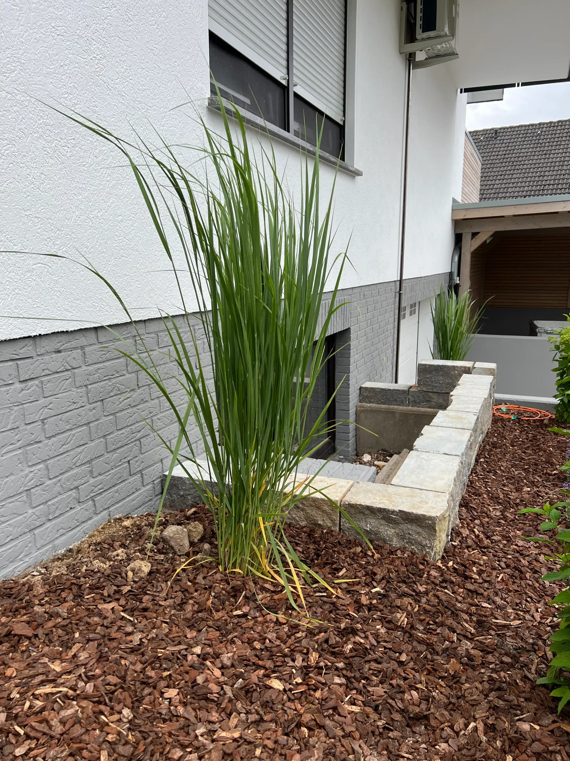 In einem Garten neben einer Backsteinmauer wächst eine Pflanze.