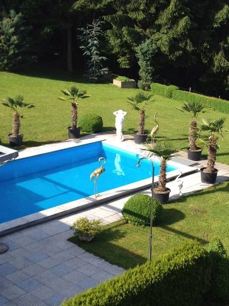 Ein großer Swimmingpool, umgeben von Palmen und Büschen