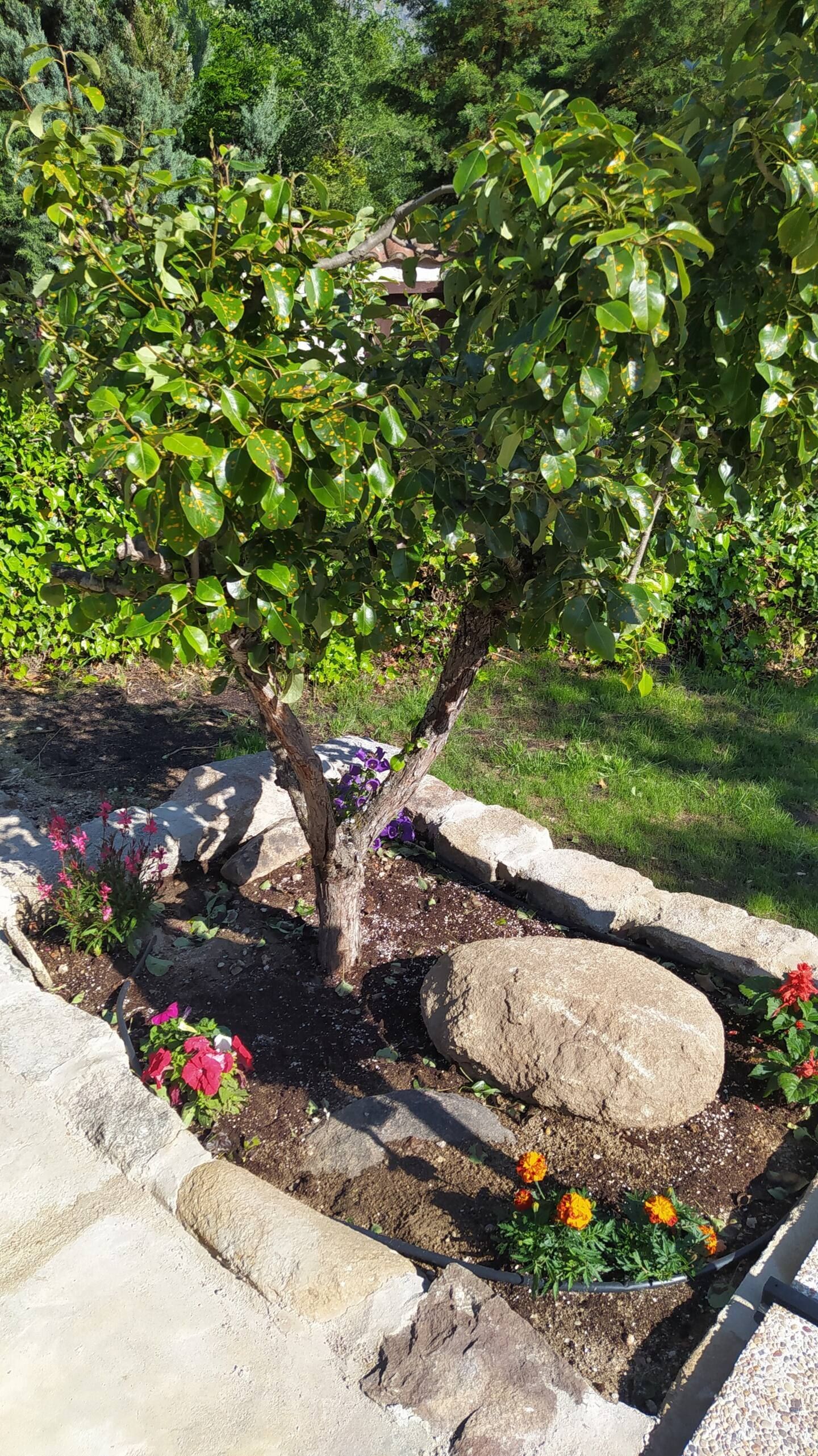 Un jardín con flores y rocas y un árbol al fondo.