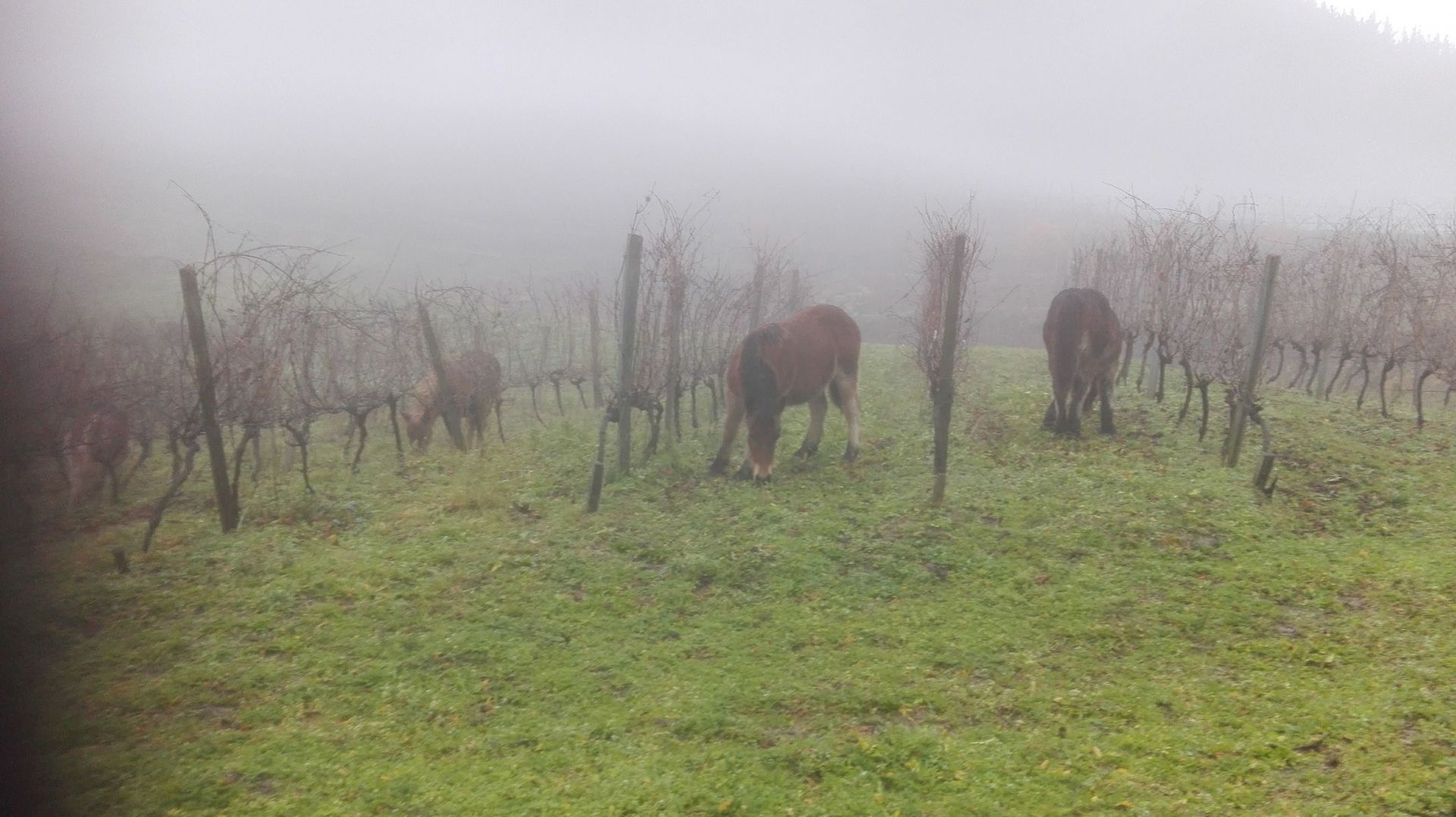Animales marrones pastan en un viñedo en un día de niebla.