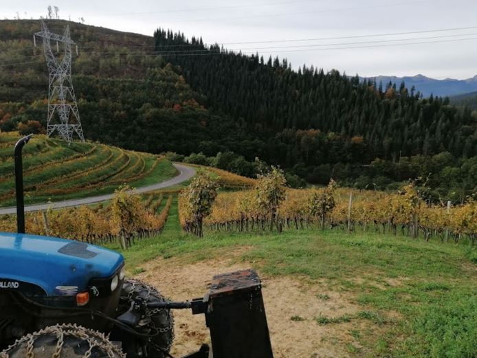 Tractor azul en un viñedo con vides de colores otoñales. Carretera sinuosa y bosque en la ladera al fondo.