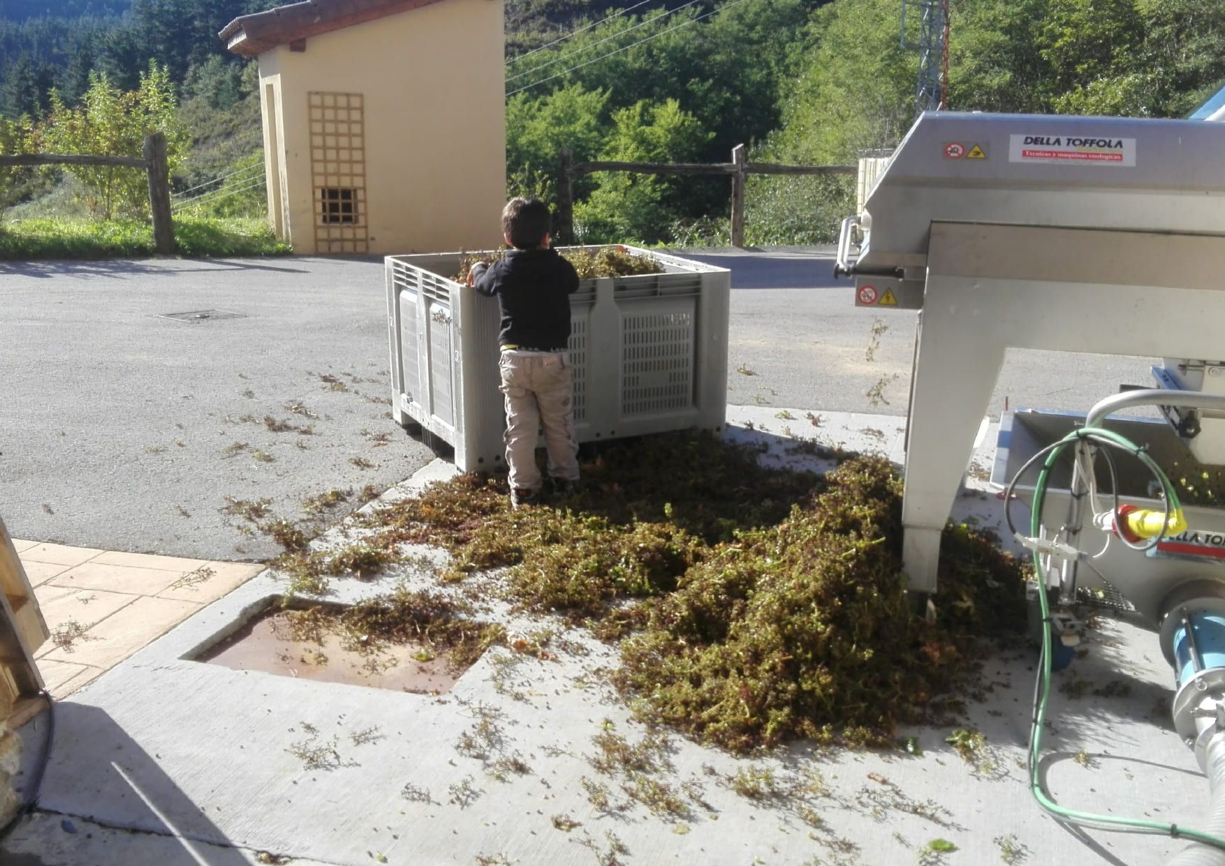 Un niño de pie en un recipiente con restos de uva, cerca de una máquina de prensado en un día soleado.