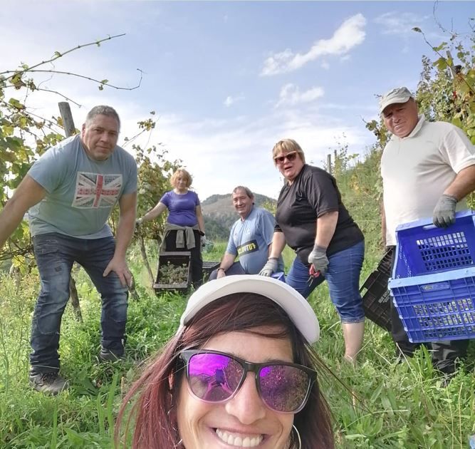 Grupo cosechando uvas en un viñedo, un día soleado. Personas con ropa informal, sonriendo, sosteniendo cestas.
