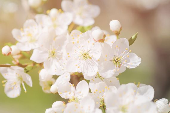 Flores de cerezo blancas floreciendo en una rama bajo la suave luz del sol.