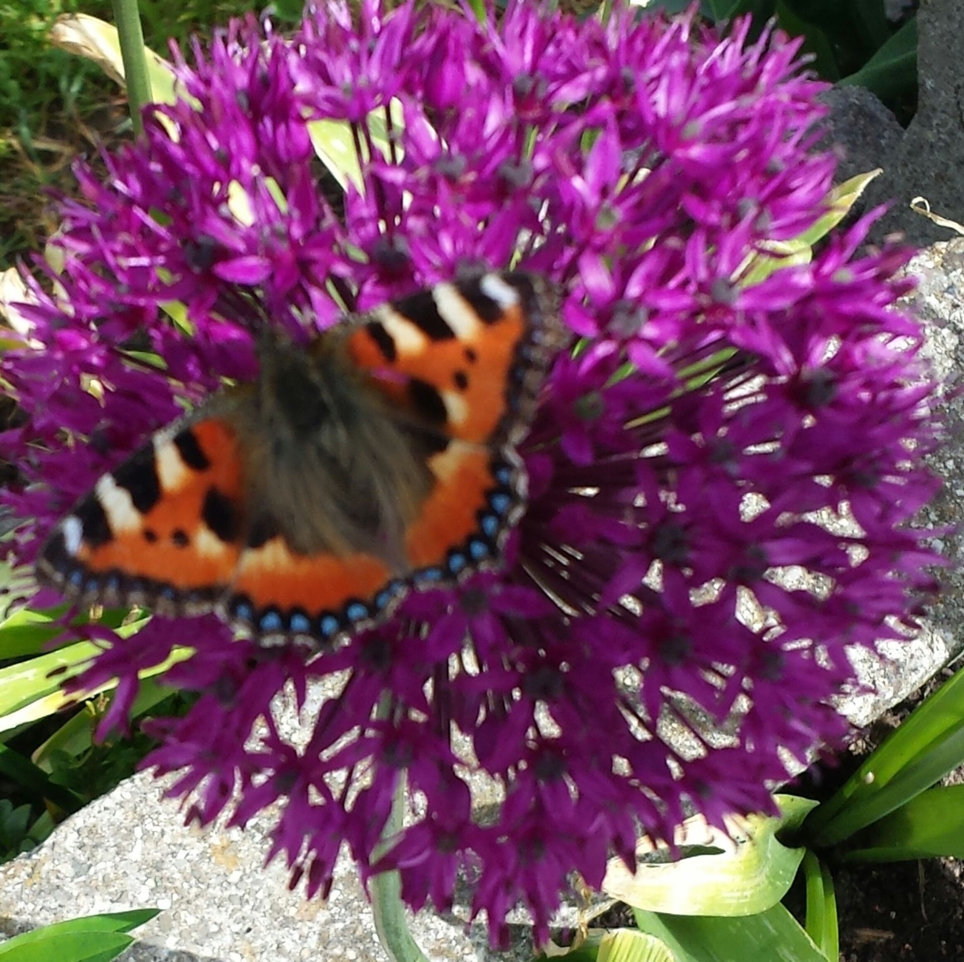 Bergrestaurant - Bergrestaurant Atzmännig Harz in Goldingen