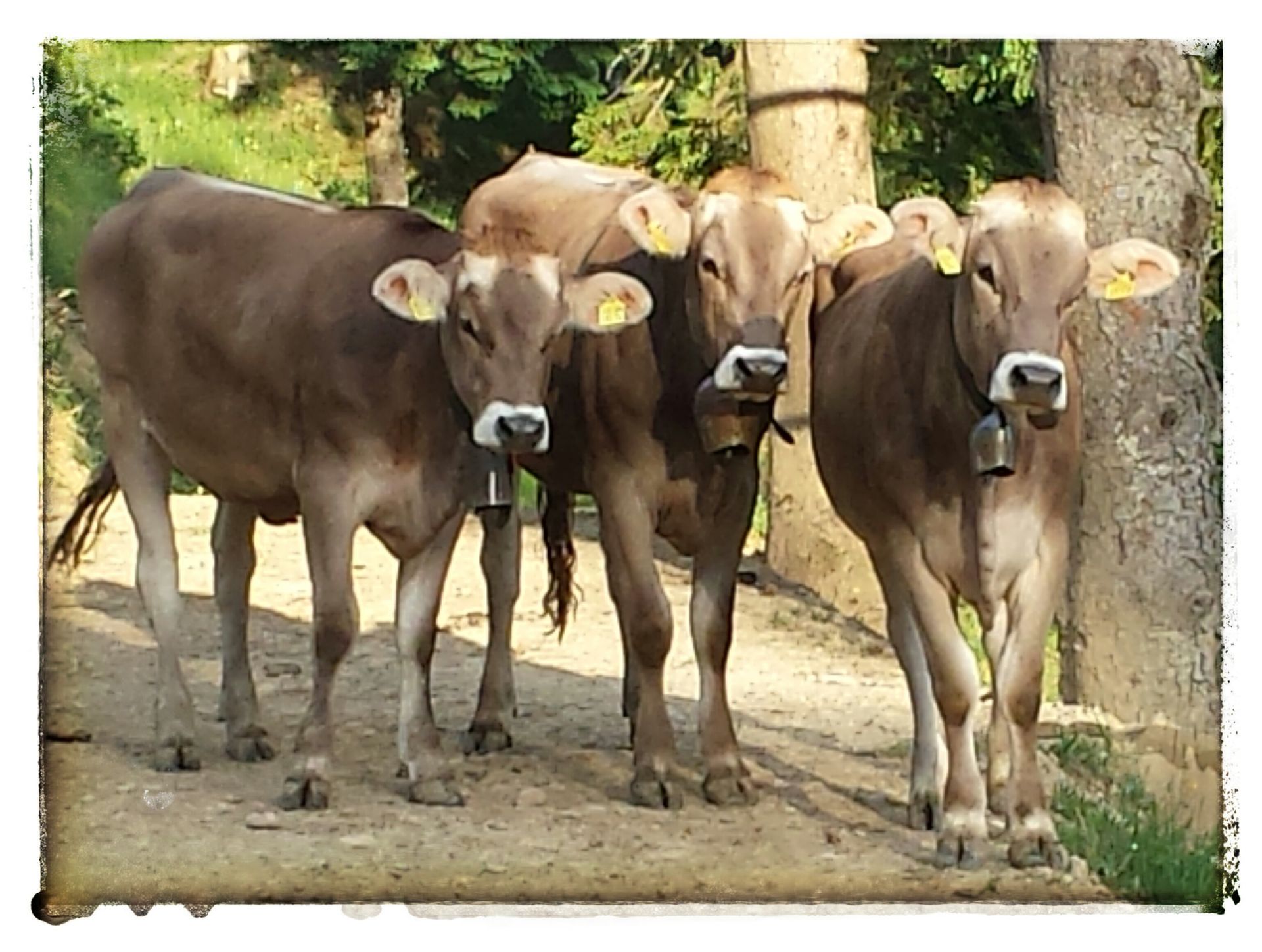 Bergrestaurant - Bergrestaurant Atzmännig Harz in Goldingen