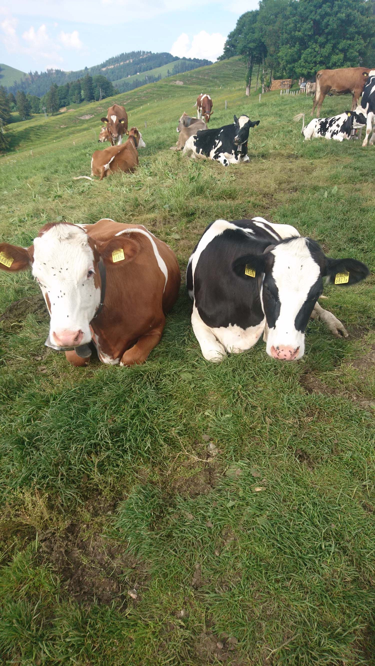Bergrestaurant - Bergrestaurant Atzmännig Harz in Goldingen