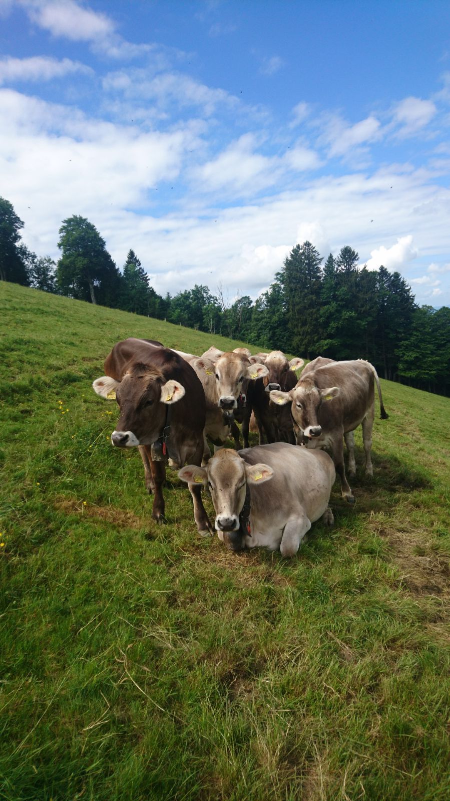 Bergrestaurant - Bergrestaurant Atzmännig Harz in Goldingen