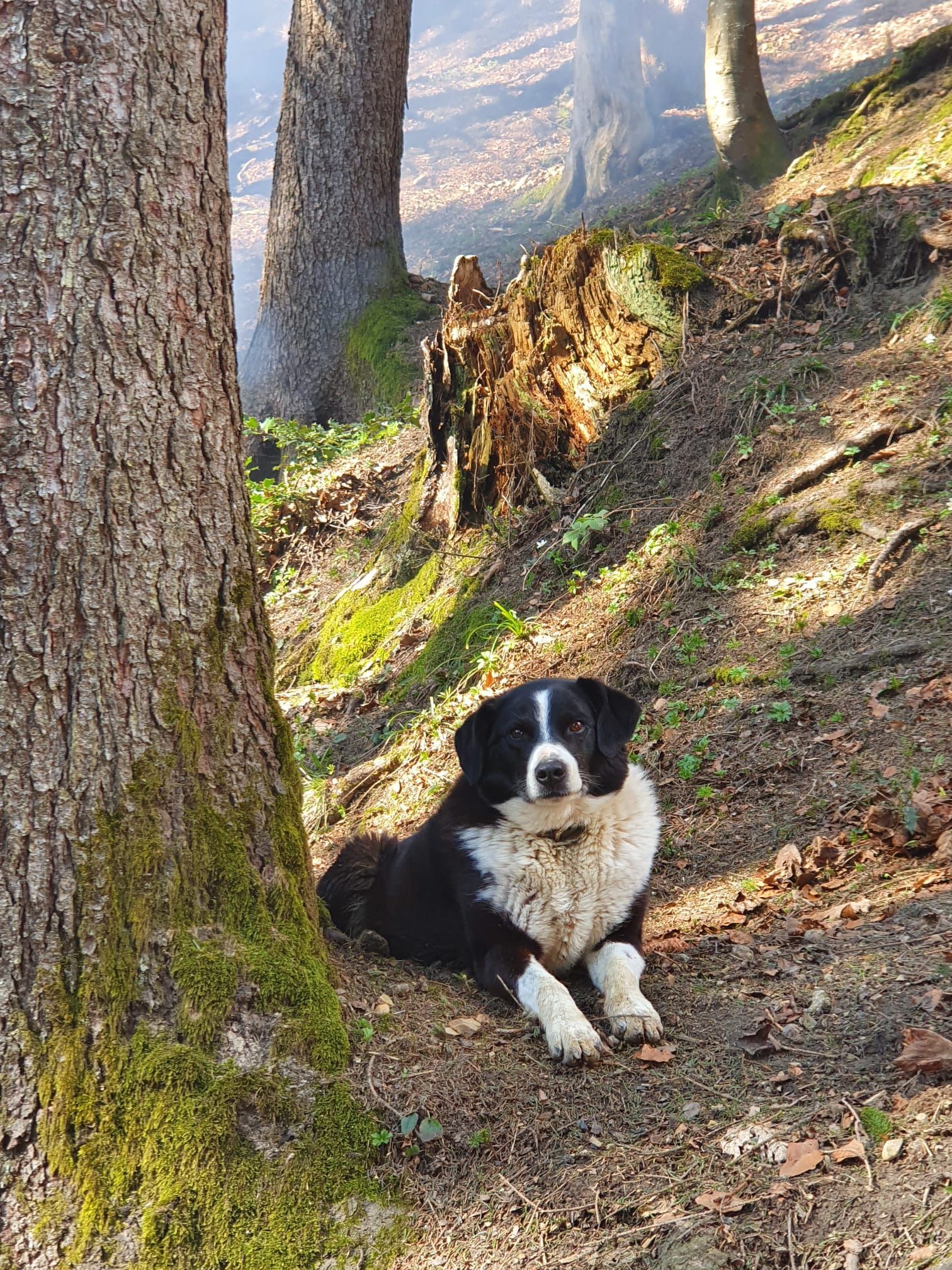 Bergrestaurant - Bergrestaurant Atzmännig Harz in Goldingen