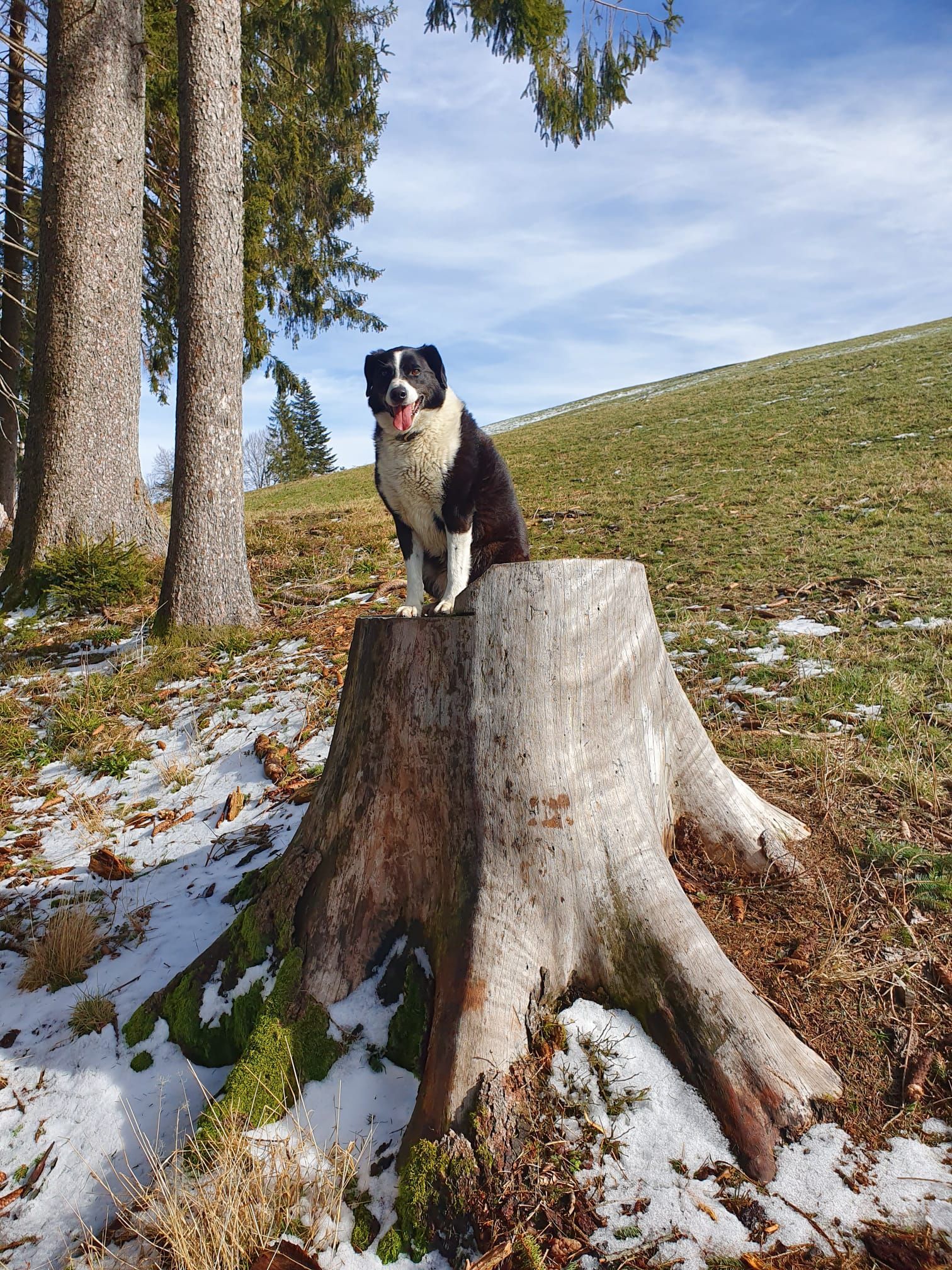 Bergrestaurant - Bergrestaurant Atzmännig Harz in Goldingen