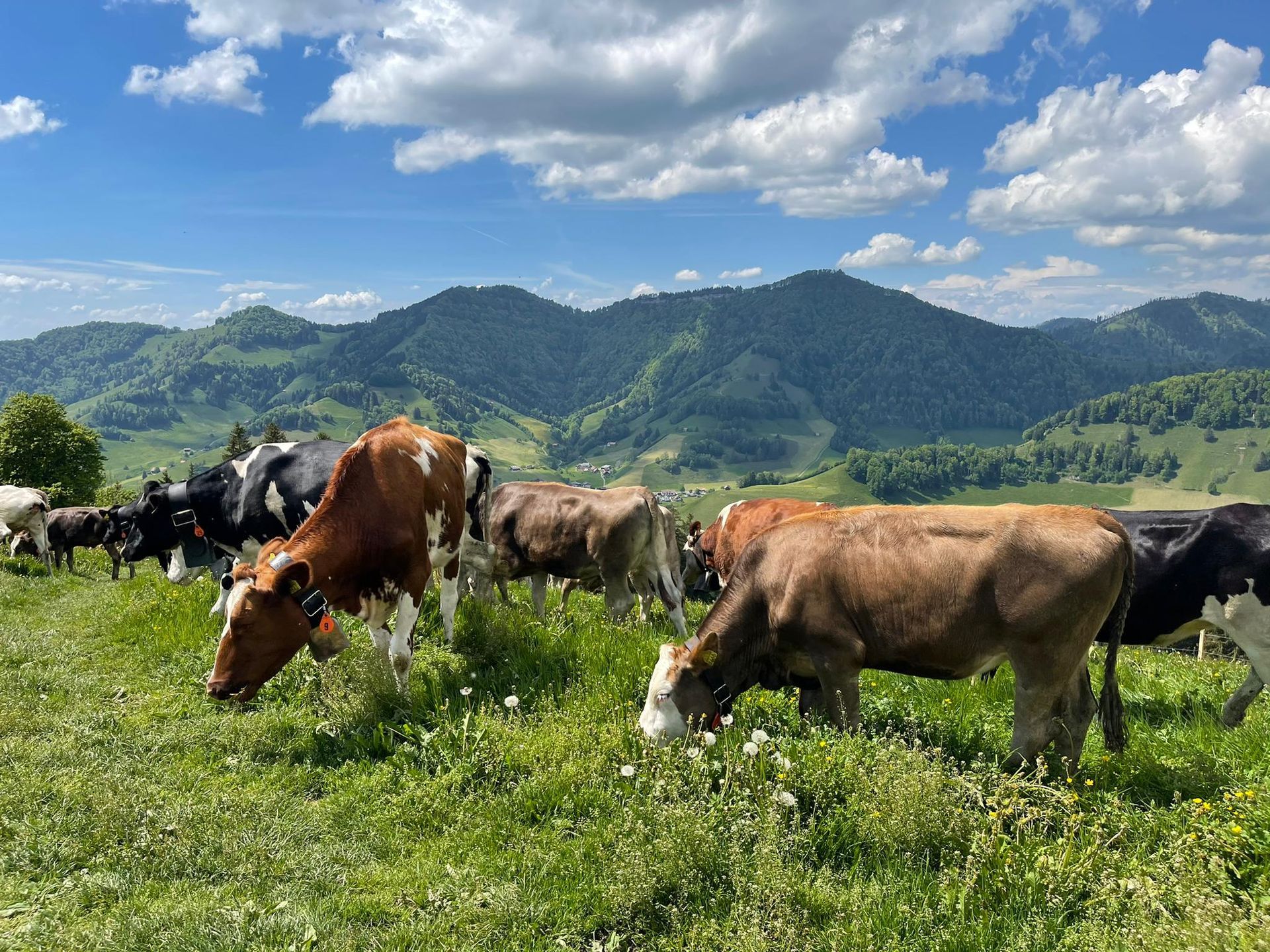 Bergrestaurant - Bergrestaurant Atzmännig Harz in Goldingen