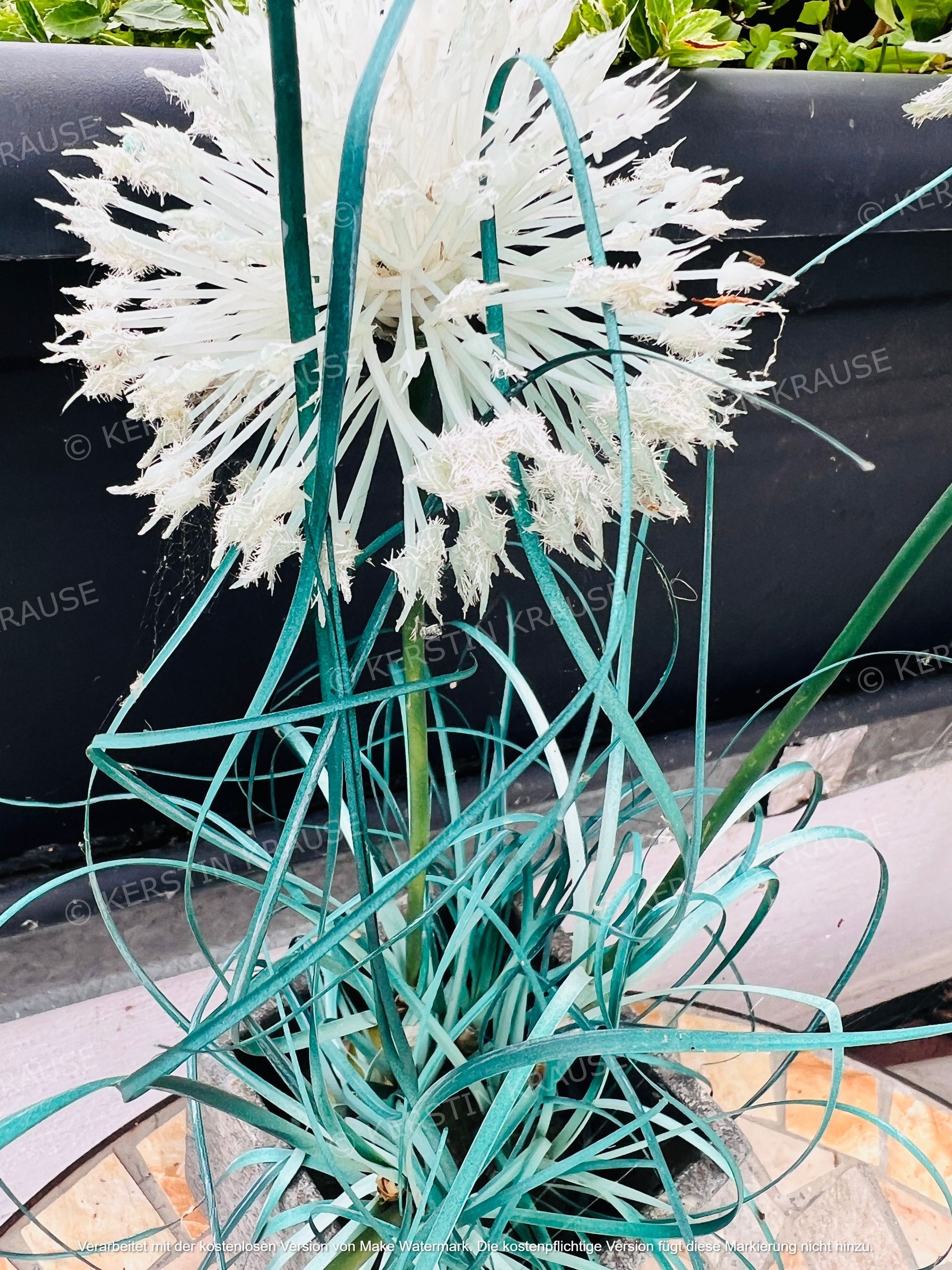 K. Krause Zimmervermietung Salzgitter Heerte - Sternlauch Deko