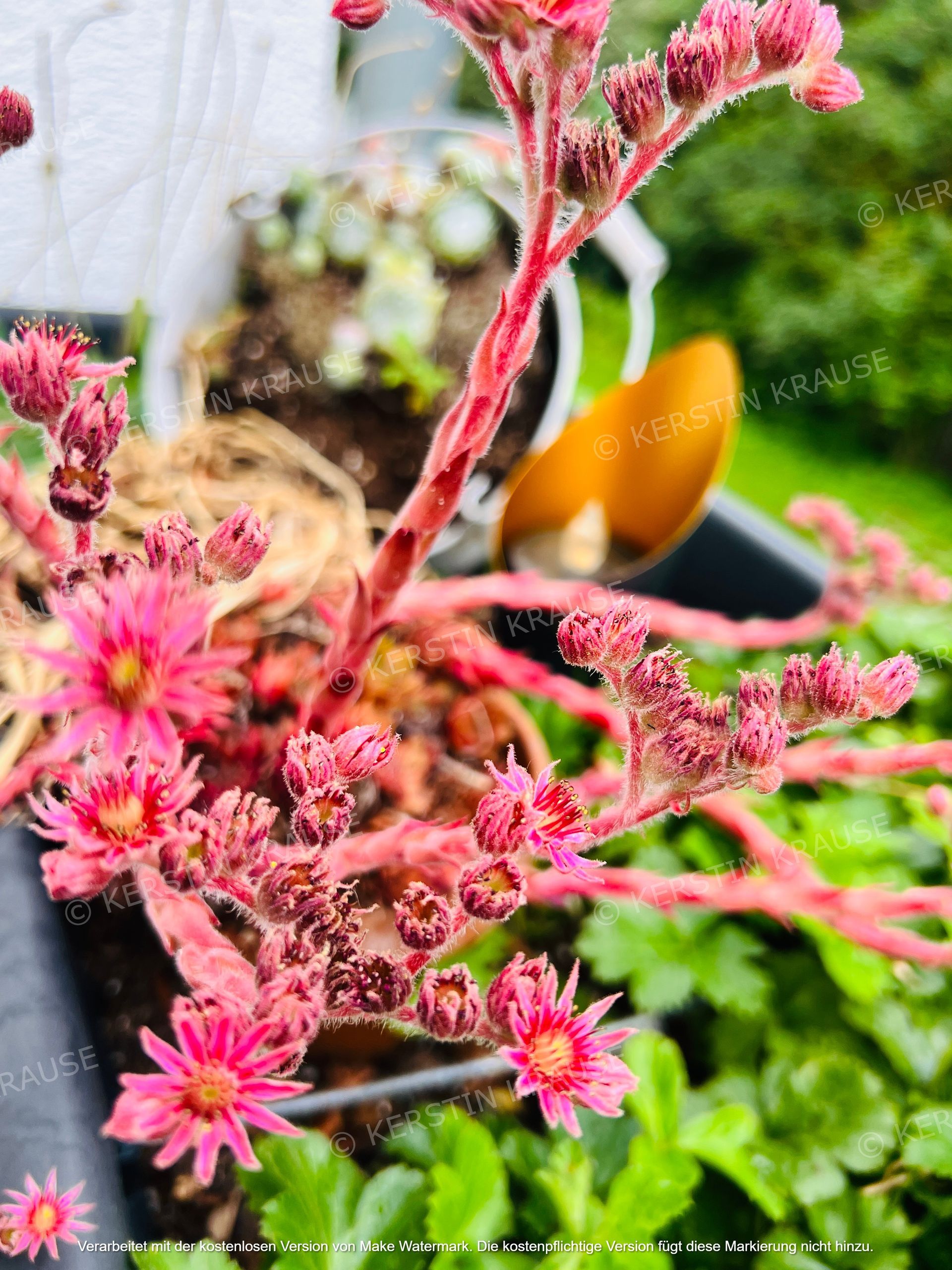K. Krause Zimmervermietung Salzgitter Heerte - Garten