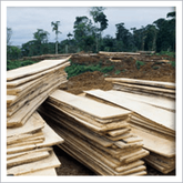Montones de madera recién cortada apilados al aire libre, con un fondo de árboles y tierra despejada.
