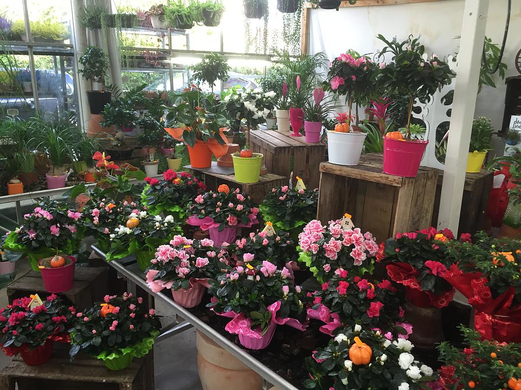 Fleuriste Au Cyclament La Motte-Servolex