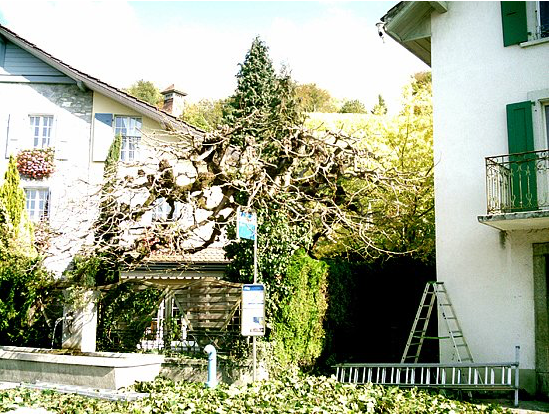 Entretien de jardin - Jaccard Bernard Paysages