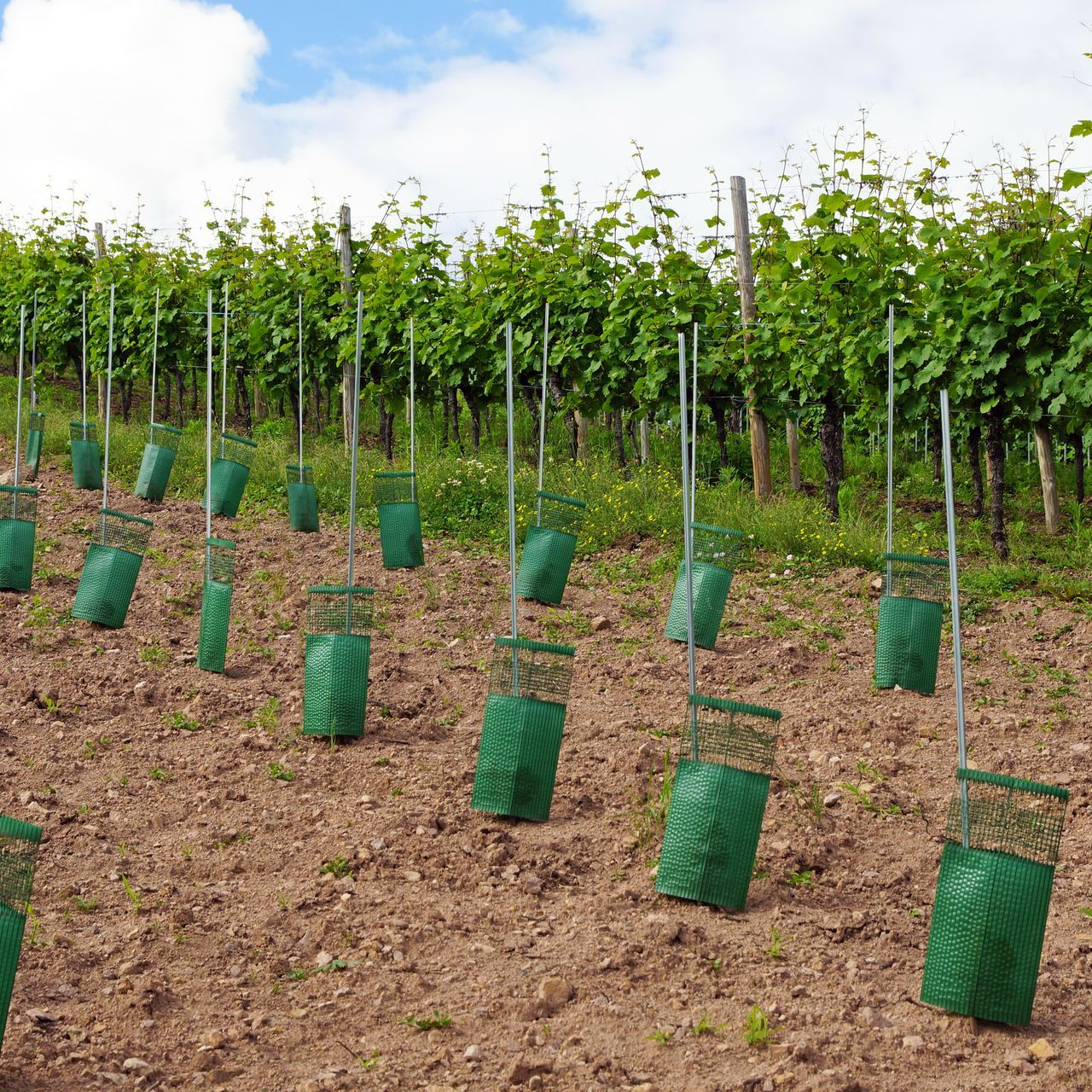 Plantation De Vignes En Racines Courtes Et Piquetage Vidauban