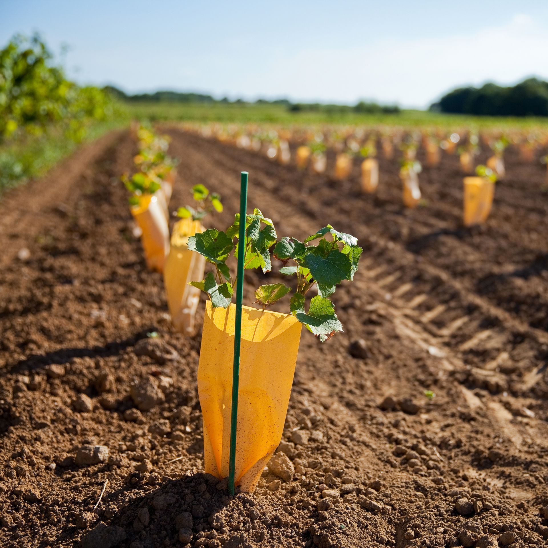 Plantation De Vignes En Racines Courtes Et Piquetage Vidauban