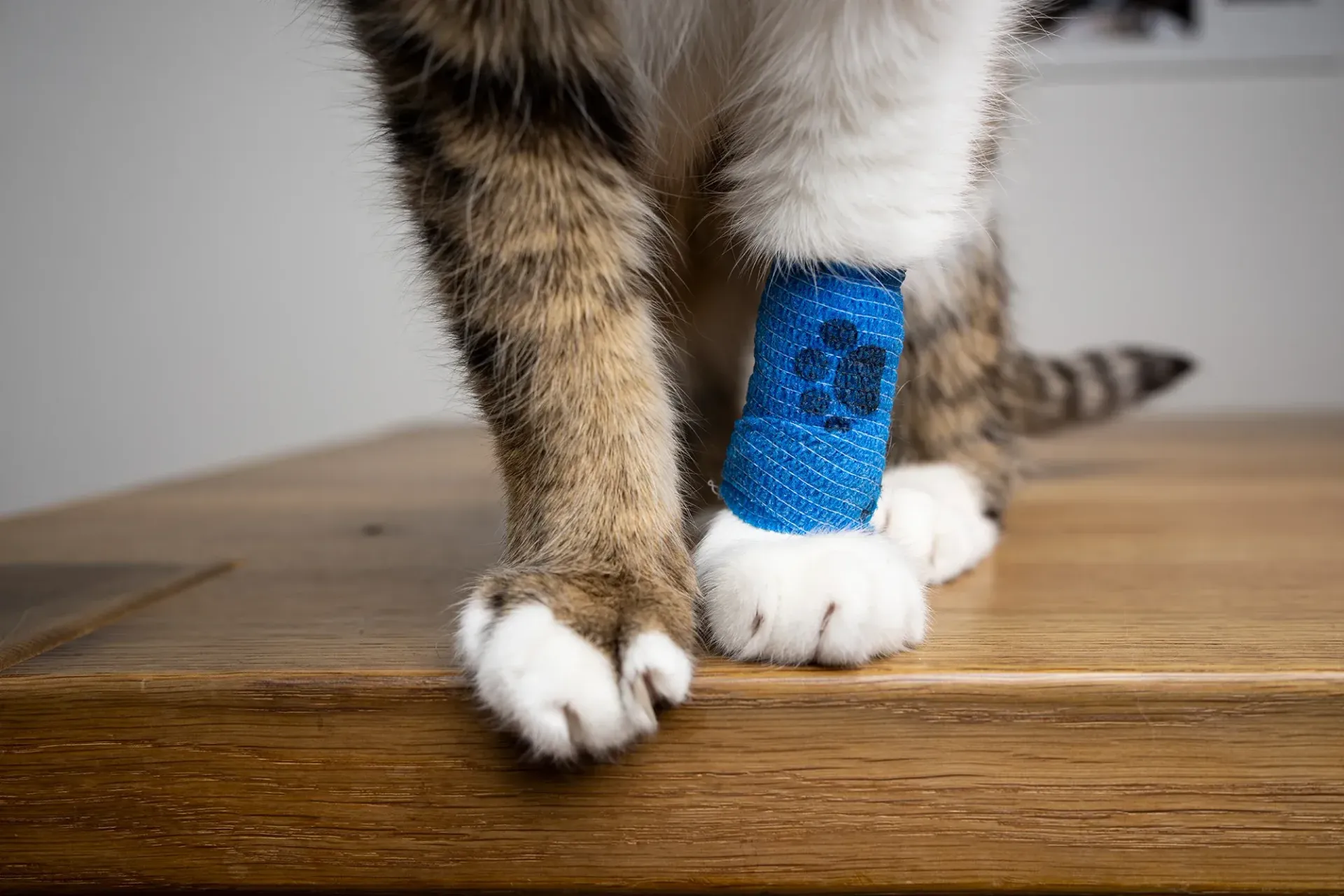Pata de gato con vendaje azul sobre una mesa de madera