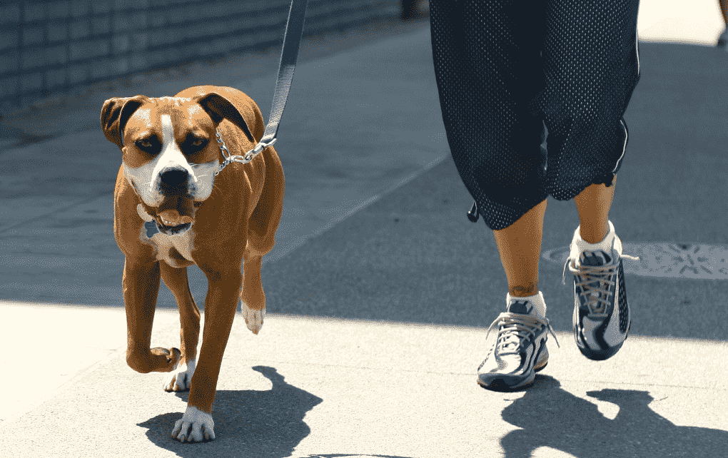 Un perro marrón y blanco pasea con correa junto a las piernas de una persona en una calle de la ciudad.