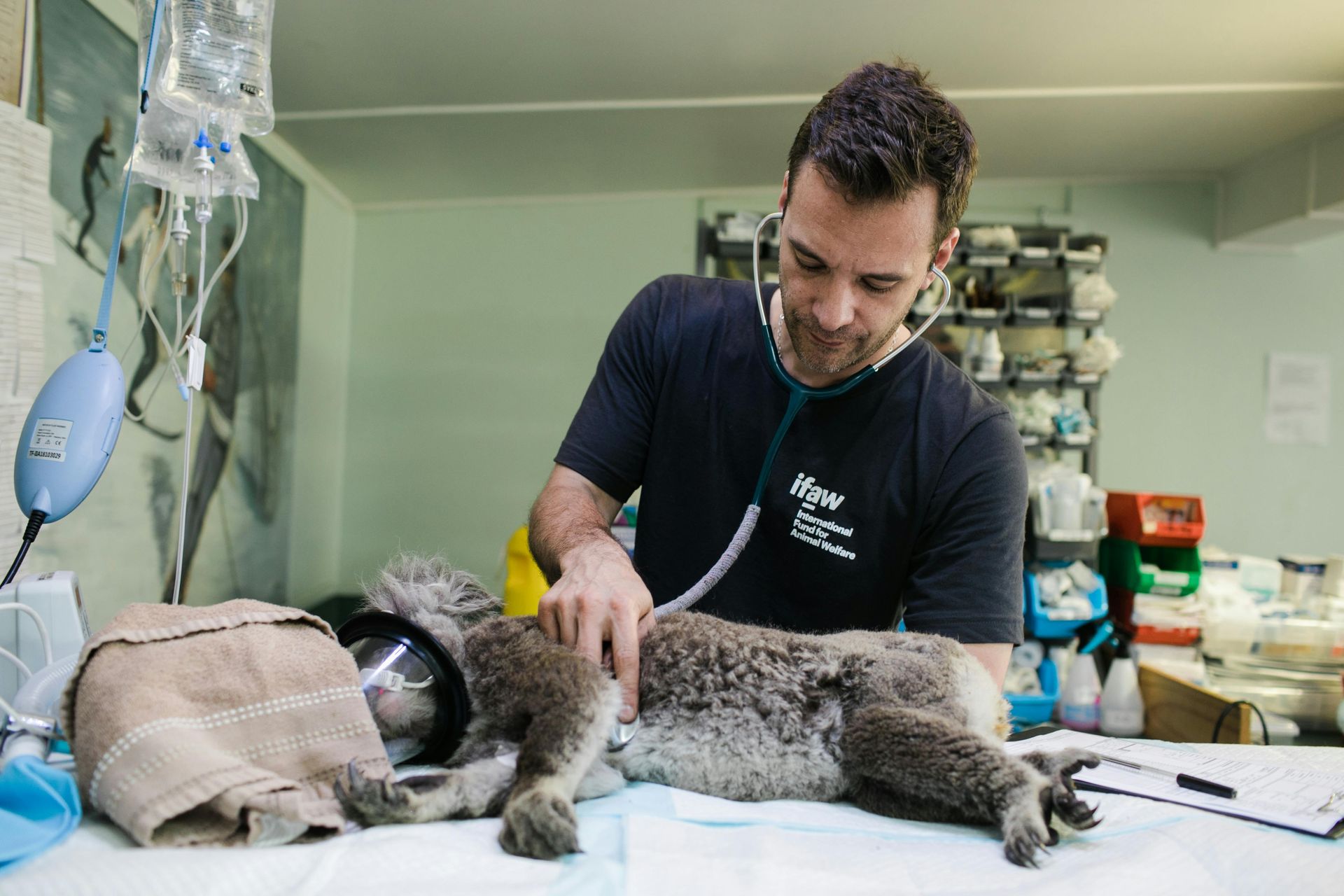 Veterinario examinando a un gato gris en una mesa de la clínica con equipo médico cerca.