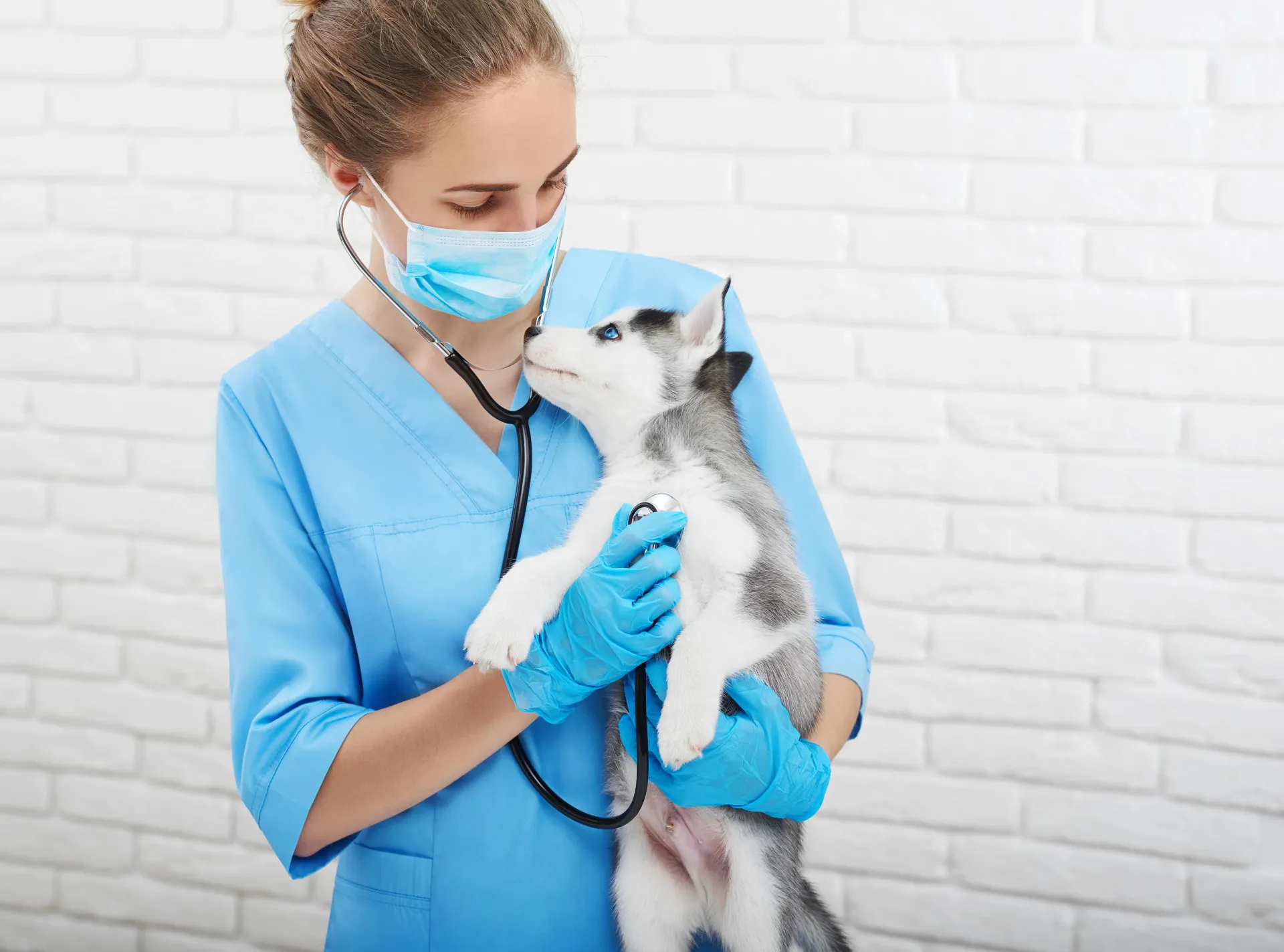 Veterinario con bata azul examinando a un perro pequeño con un estetoscopio en un entorno clínico.