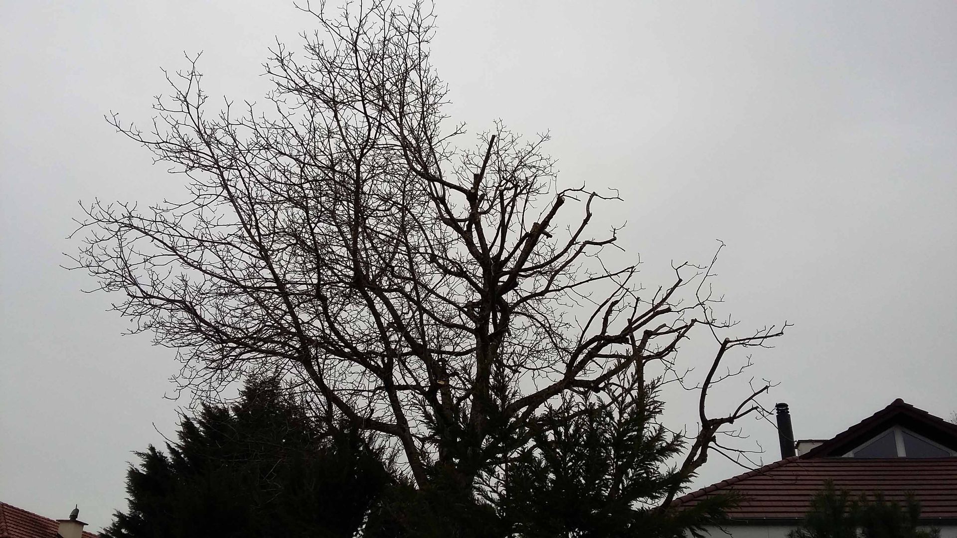 Gartenunterhalt - Islisberg - Stutz Gartenbau