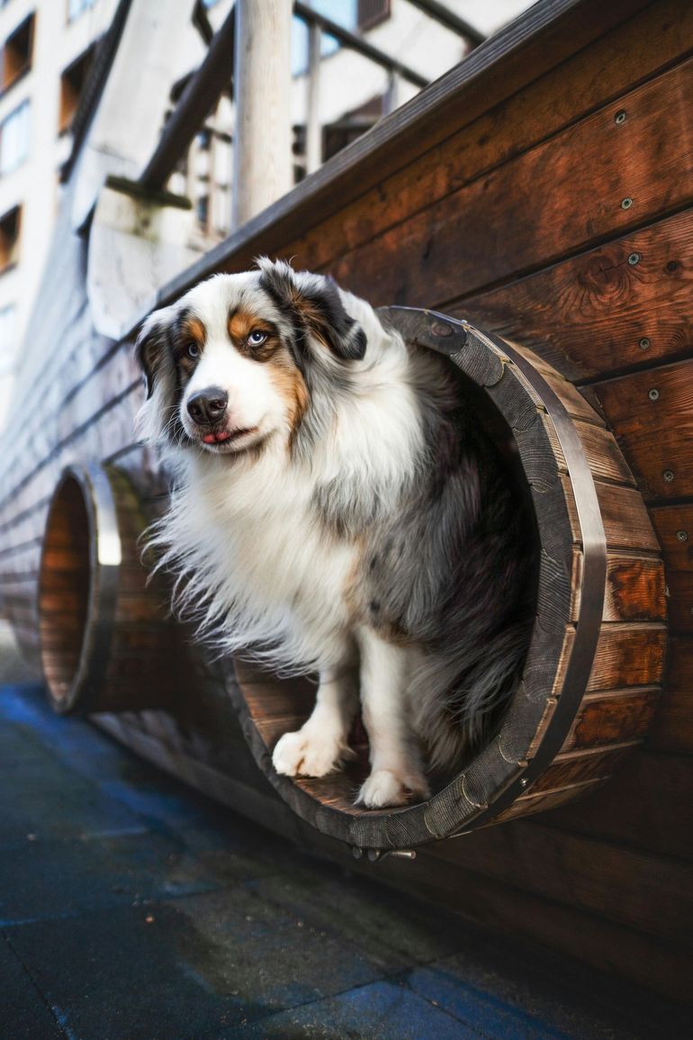 Australischer Schäferhund, der auf einem Spielplatz aus einem Holzfass herausschaut. Blaue Augen, Zunge raus.