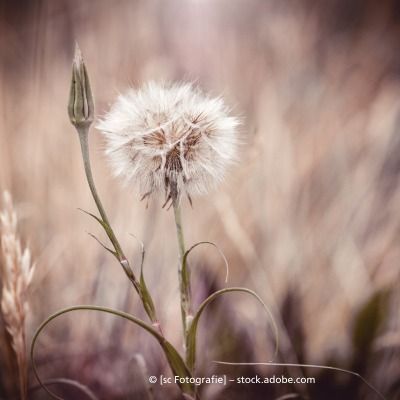 Zeremonie, menschengroßer Blumenkranz in Weiß, zwei weiße Stühle