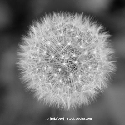 Person legt Rose auf Sarg