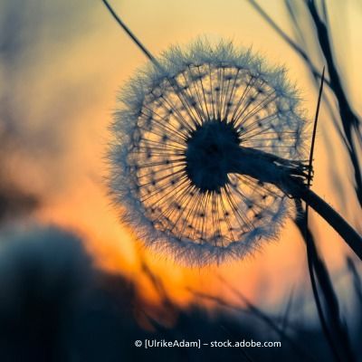 Opulente Bestattungszeremonie