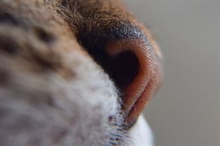 Es ist eine Nahaufnahme der Nase einer Katze.