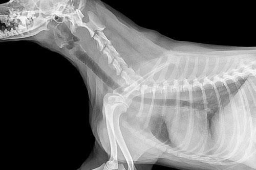 Eine Röntgenaufnahme eines Hundeskeletts auf schwarzem Hintergrund.