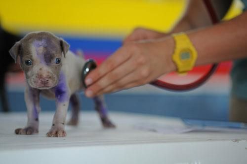 Eine Person untersucht einen Welpen mit einem Stethoskop.