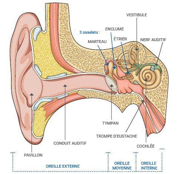 schéma de l'oreille