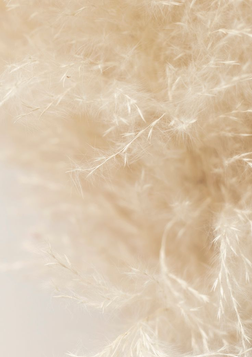 Gros plan sur un tissu végétal beige et duveteux.