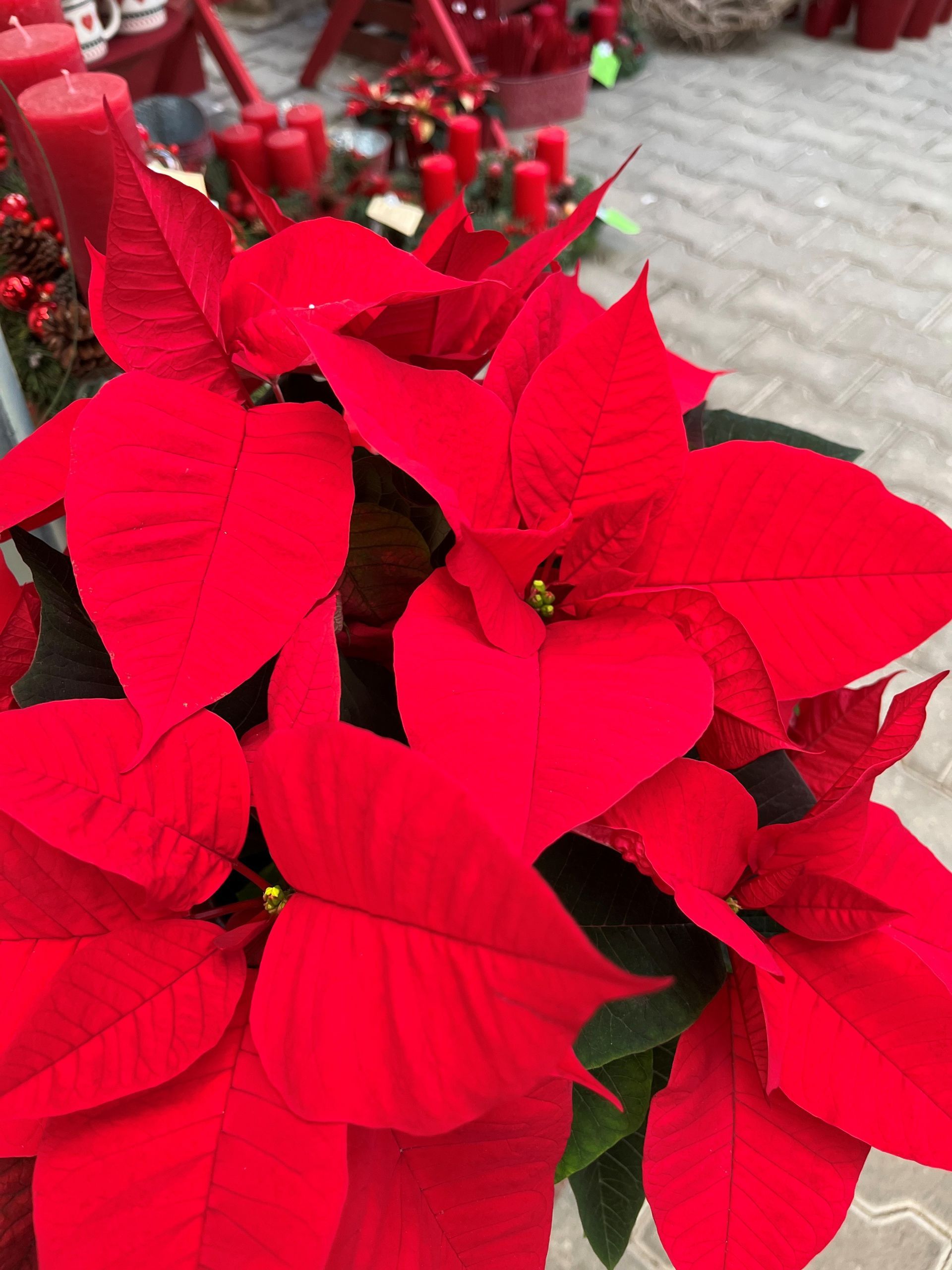 Leuchtend rote Weihnachtssternpflanze mit großen, leuchtenden Blütenblättern.
