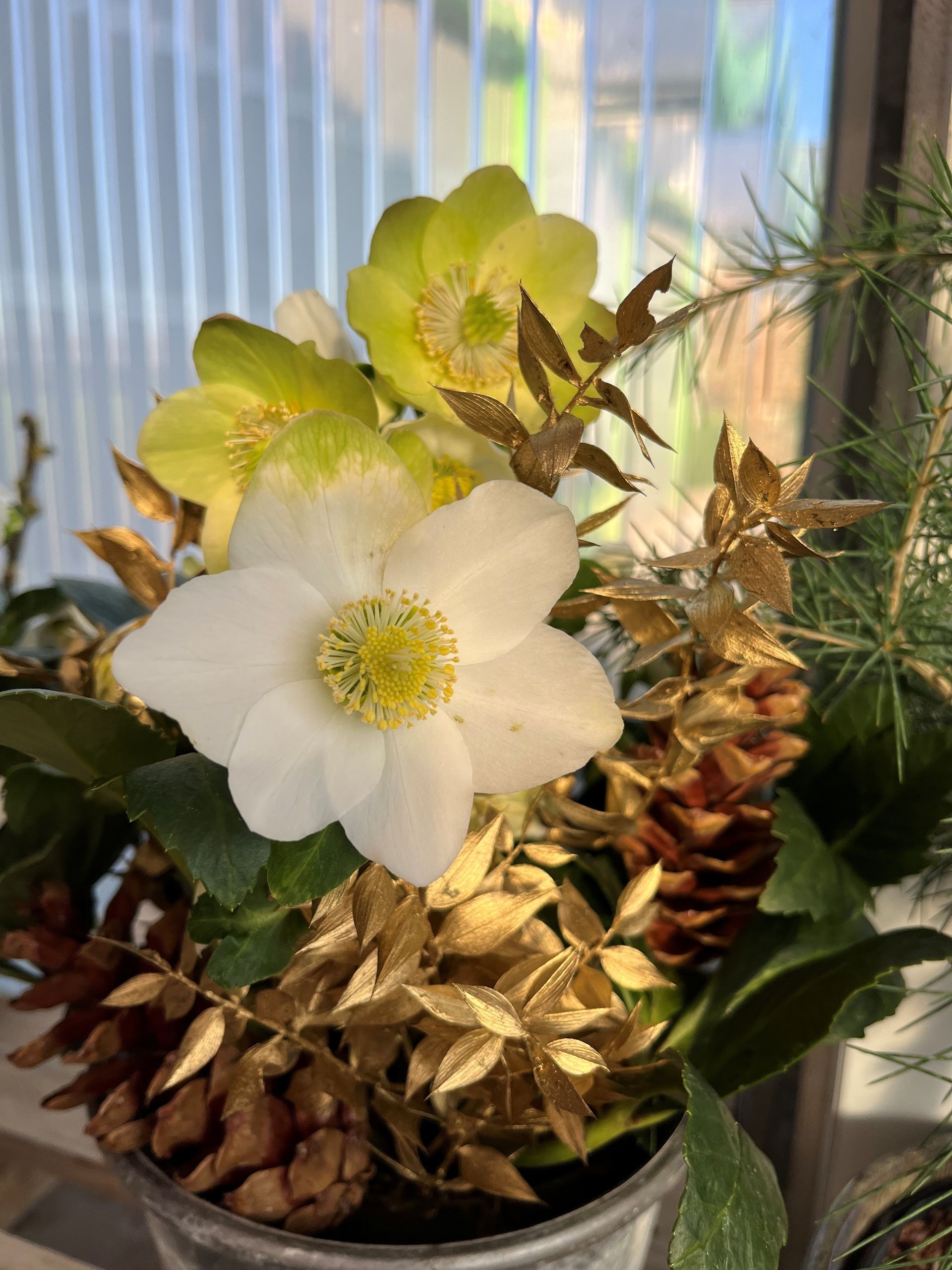 Weiße und gelbe Christrosenblüten mit goldgelbem Laub und Tannenzapfen in einem Blechbehälter.