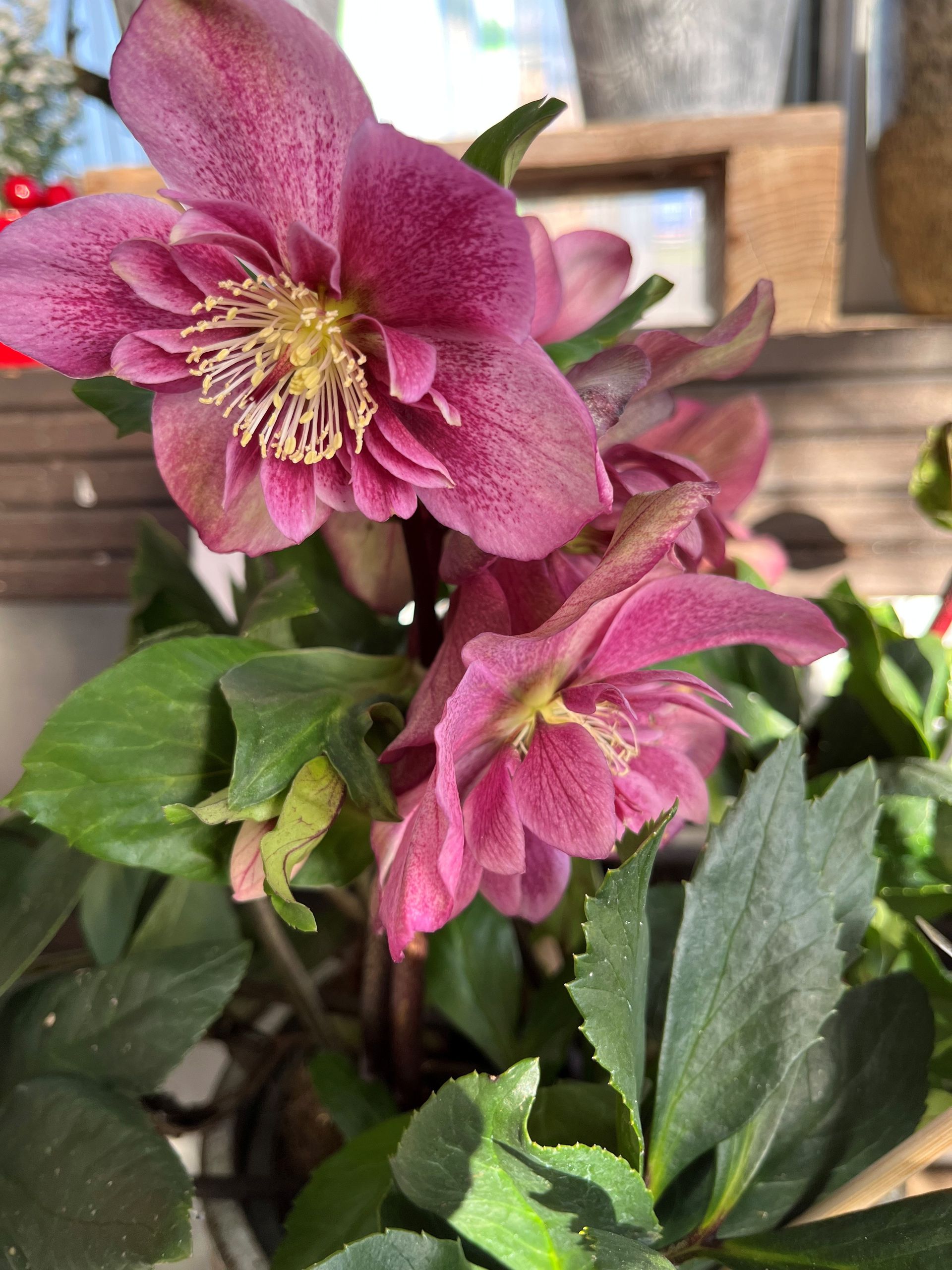 Rosa Christrosenblüten mit gelben Zentren und grünen Blättern.
