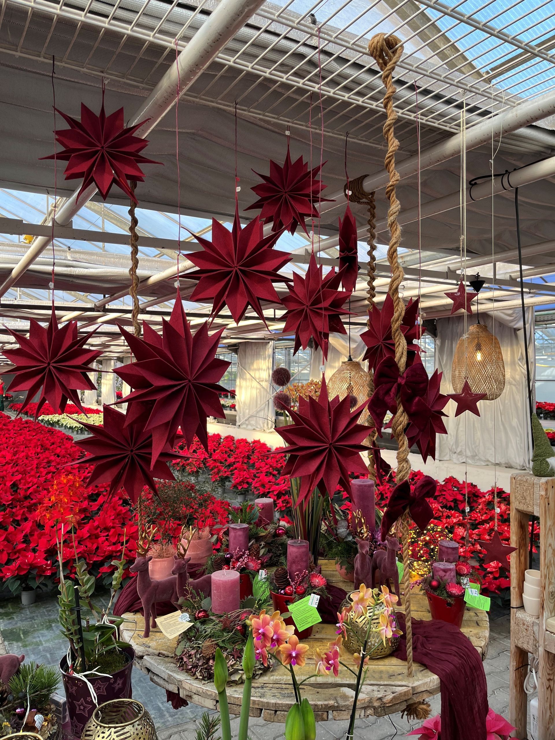 Über einer Anordnung von Weihnachtssternen, Kerzen und Blumen in einem Gewächshaus hängen rote Sternornamente.