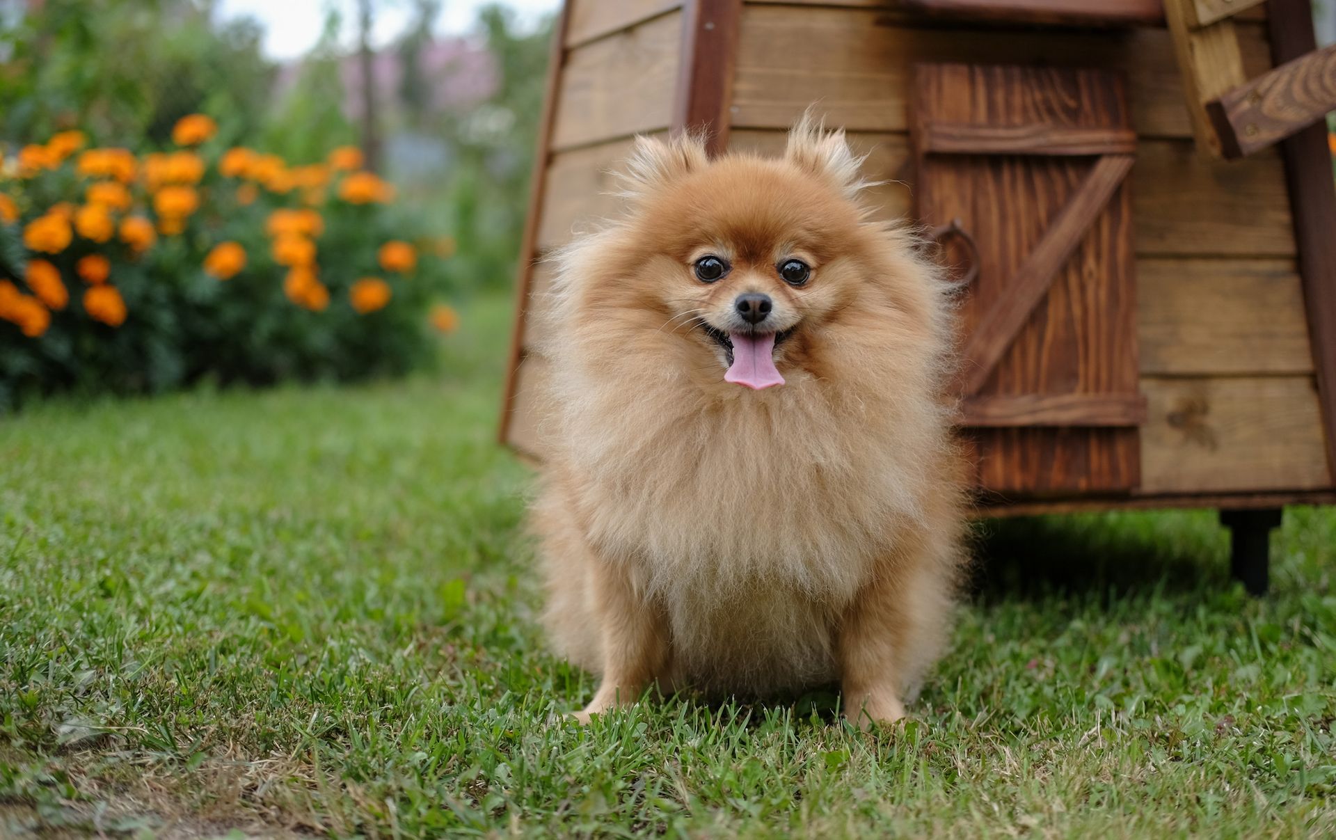 Un perro de Pomerania está parado en el césped frente a una casa de madera.